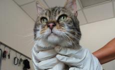 Un gatto ritrovato in via Roma a Vicofertile