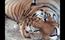 Donna uccisa da una tigre allo zoo di Zurigo