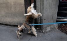 Cani che sporcano, &laquo;Scarso senso civico da parte di tanti&raquo;. Lavagetto: &laquo;Multe se colti il flagranza&raquo;.