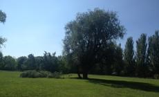 Grosso ramo cade nel parco Falcone e Borsellino