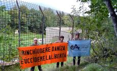 Trento: Daniza non sopravvive alla cattura