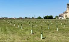 KilometroVerdeParma, 13.800 alberi piantati in un anno per combattere smog e afa
