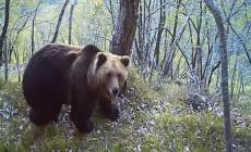 L'rso M49 è stato castrato chimicamente