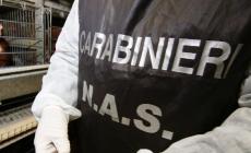 Controlli in una azienda agricola di Brescello:  i Nas di Parma sequestrano 126 pecore