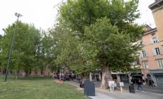 De Vanna: «Su 42.000 alberi a Parma 30 a rischio e 10 saranno abbattuti». Scopri quali: anche uno di Maria Luigia