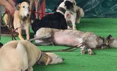 Gemellaggio animalista per dare un futuro ai &laquo;galgos&raquo;