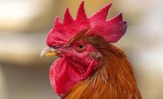 "Non ha zittito il gallo", il caso finisce davanti al giudice