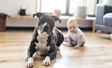 Azzannato da un pitbull a casa dei nonni: un mese di prognosi