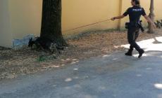 Maxi assembramento: la polizia chiude  un bar in via Trento 