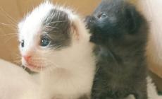 Cuccioli abbandonati: ricomincia l'emergenza