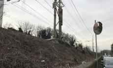 Potatura degli alberi vicini alle ferrovie: i proprietari hanno 60 giorni di tempo 