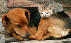 Raccolta di cibo per cani e gatti