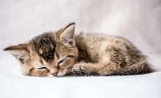 Consigli per un gatto appena adottato