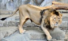 Leoni asiatici sdentati per inquinamento