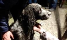 Cane incastrato in un tubo: salvato dai vigili del fuoco- Video