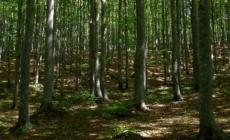 Comunalie in liquidazione, quale futuro?