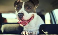 Caldo estivo e animali in auto: i consigli su come comportarsi