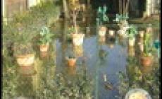 Coenzo, e in via del Mulino è di nuovo incubo piena