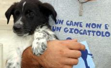 Un cane sempre solo è un cane maltrattato 
