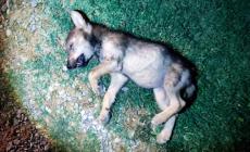 Lesignano, furgone pirata travolge e uccide un cucciolo di lupo