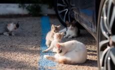 Fiazza (Lega) chiede il microchip obbligatorio per i gatti in Emilia-Romagna 