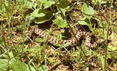 Cosa fare se si è morsi da una vipera? Parla l'esperto del 118