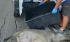 Cinghiale investito e ucciso, ma nessuno denuncia l'incidente