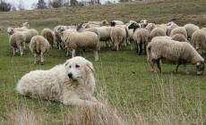 Sempre più cani da pastore sull'Appennino. Escursionisti e biker: ecco come comportarsi