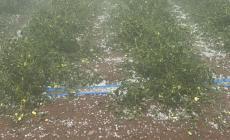 Danni da maltempo, devastati i campi di pomodoro