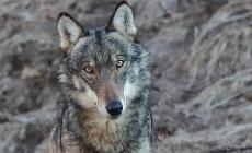 Lupi e pecore, escursione per conoscerli