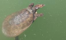 &laquo;C'&egrave; una tartaruga gigante nel laghetto del Parco Ducale. E' pericolosa&raquo;. Riunione in Comune per catturarla