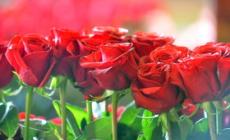 Tant'acqua per le rose