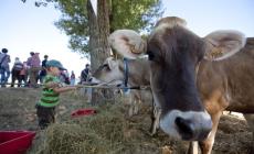 Si inaugura stasera la fiera agricola del Cornazzano