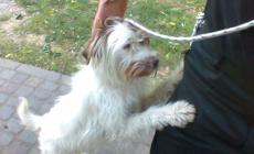 Cane con collare rosso trovato a Coltaro (Sissa)