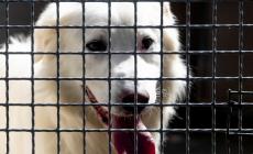 Aree cani, si cambia: saranno divise in base alla taglia