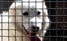 Cani e gatti: troppi abbandoni