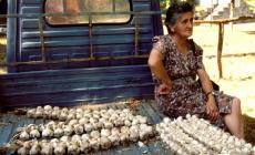 Tradizioni: aglio, i mille usi del prodigioso ortaggio