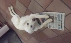 Heidi cucciola di otto mesi