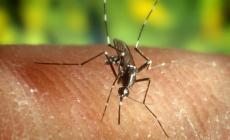 Pericolo zanzare, veicolo di malattie: i consigli su come difendersi dopo il caso di dengue