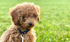 «Il piccolo Koda sbranato nel parco da un rottweiler». La padrona: «È balzato sul mio cagnolino come una furia»