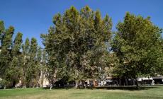 Arriva il dottore degli alberi: il Comune assume un agronomo per 83mila euro