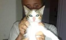 Due gattine in cerca di affetto