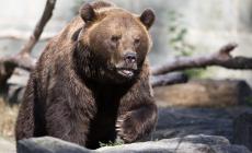 Trento, l'orso M49 è fuggito nuovamente dal recinto