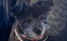 &laquo;Ha un cane nell'auto!&raquo; Disabile rincorsa e cacciata dalla Villetta