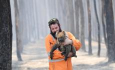 Studio: 3 miliardi di animali spariti in incendi 2019
