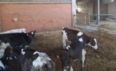 &laquo;I lupi hanno sbranato un vitellino nella mia azienda a Baganzolino&raquo;