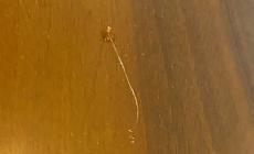 Nuova tecnica dei ladri in un condominio di via Sidoli: &laquo;Fili e silicone alle porte per capire se siamo in casa&raquo;