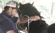 A Lago Monti &laquo;promossi&raquo; 7 stalloni bardigiani su 9: via libera per la partecipazione a mostre e rassegne