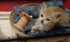Salsomaggiore, salvati due gattini abbandonati