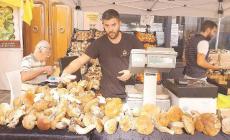 Borgotaro, con la pioggia nuovi funghi. E la fiera fa il «tutto esaurito»